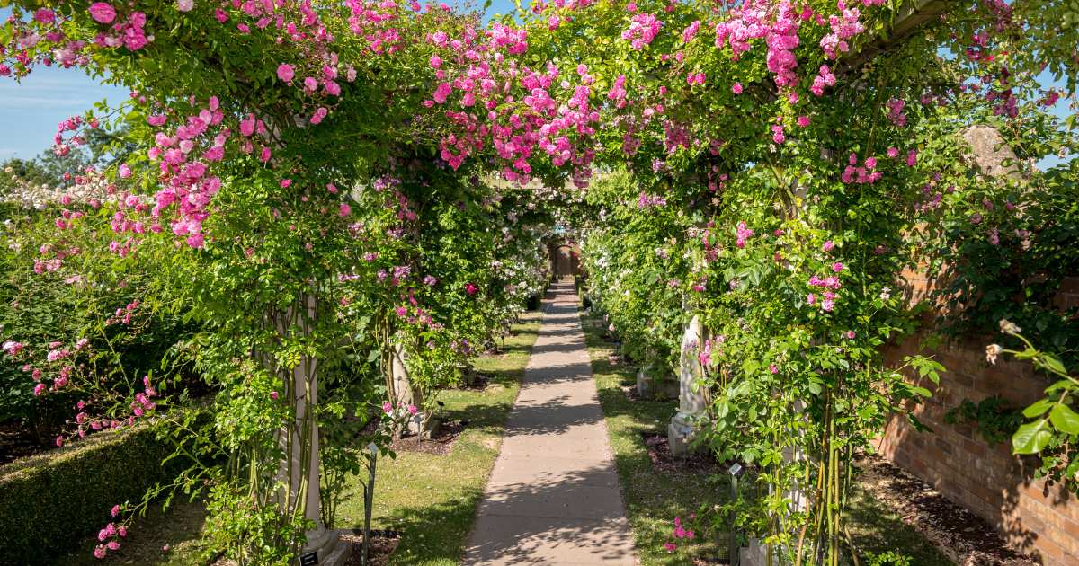 Hosszú, rózsákkal szegélyezett kerti sétány, amelyet virágzó rózsalugasok határolnak, bemutatva a kerti lugasok változatos kialakítási lehetőségeit.